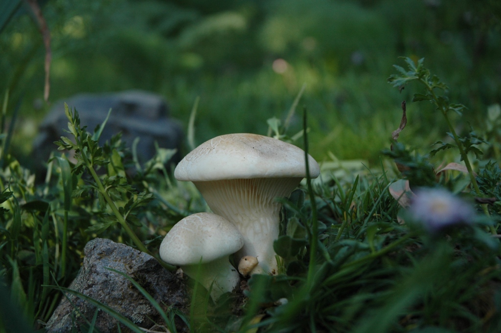 Ancora spettacolari nebrodensis!